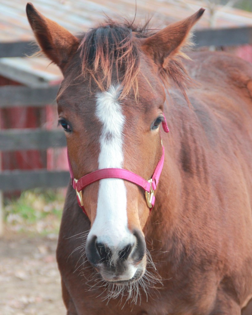 Horseshoe Bend Media Group